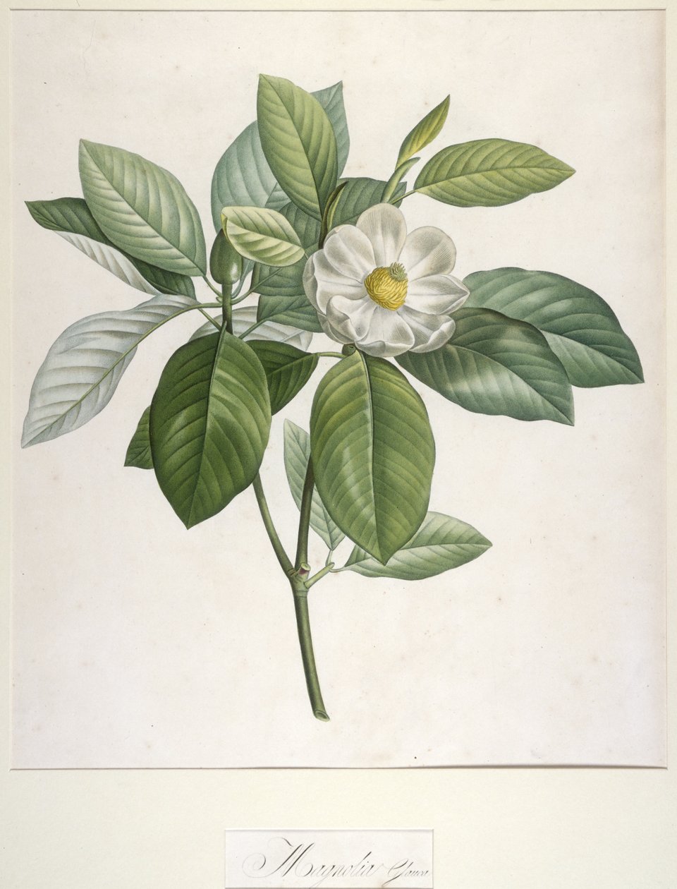 Magnolia Glauca，来自Malmaison和Navarre的珍稀栽培植物描述，1813年 作者 皮埃尔·约瑟夫·雷杜特