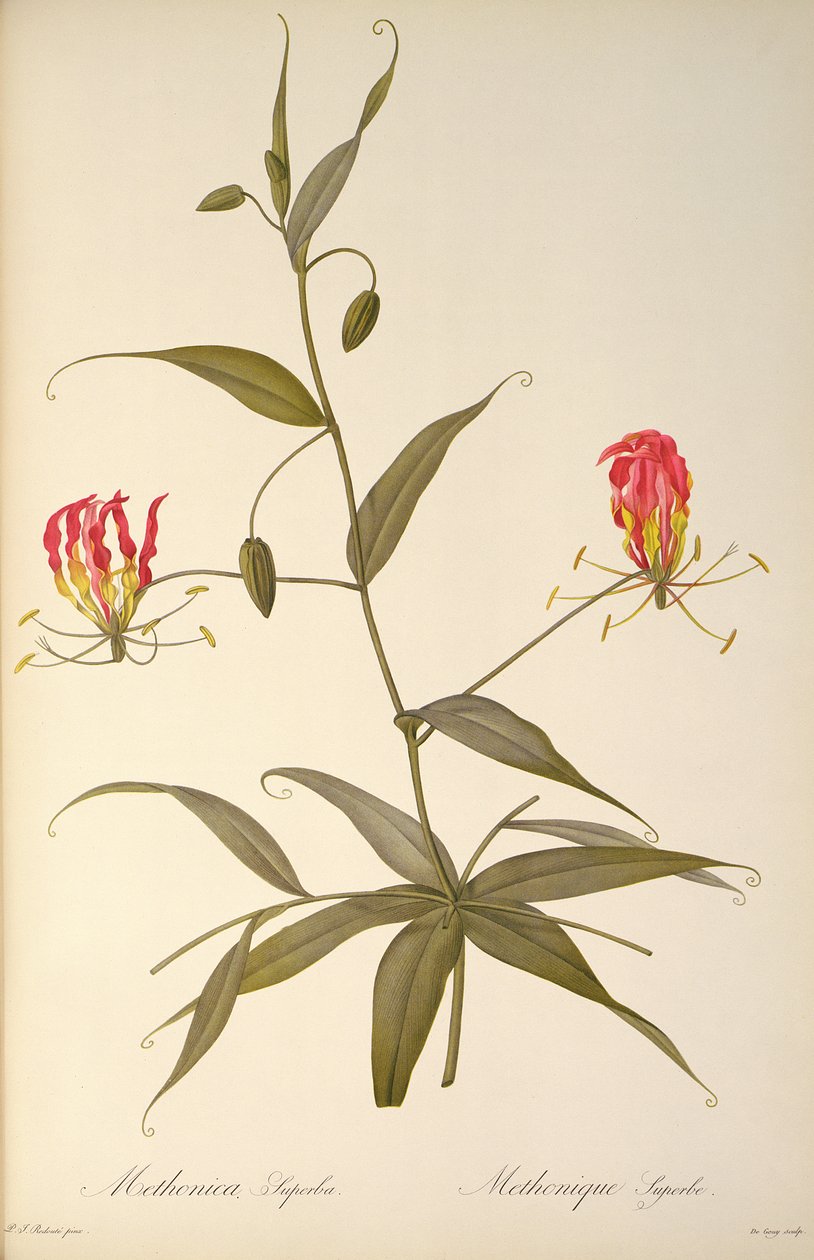 Methonica Superba，来自“Les Liliacees”，1809年 作者 皮埃尔·约瑟夫·雷杜特