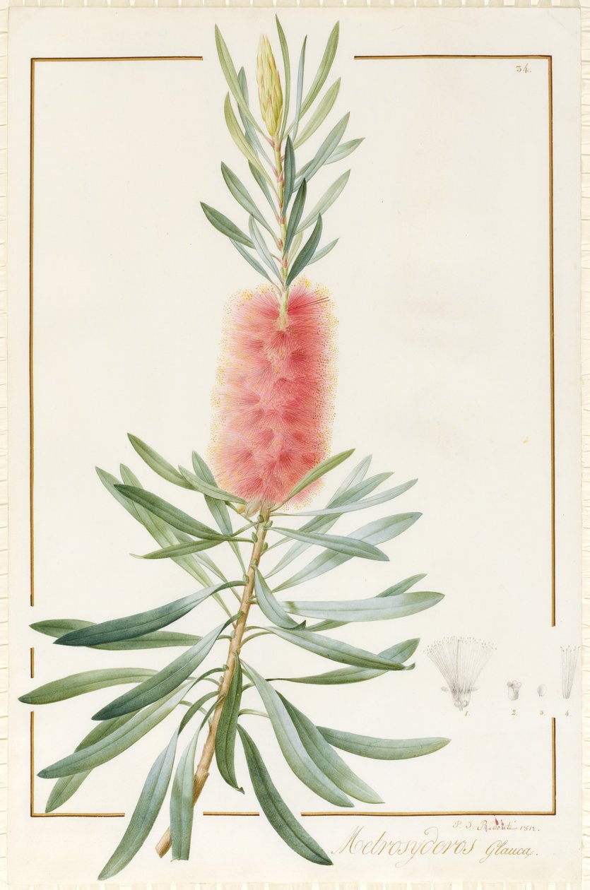 Metrosyderos Glauca，1812年（wc和vellum上的石墨上的体色） 作者 皮埃尔·约瑟夫·雷杜特