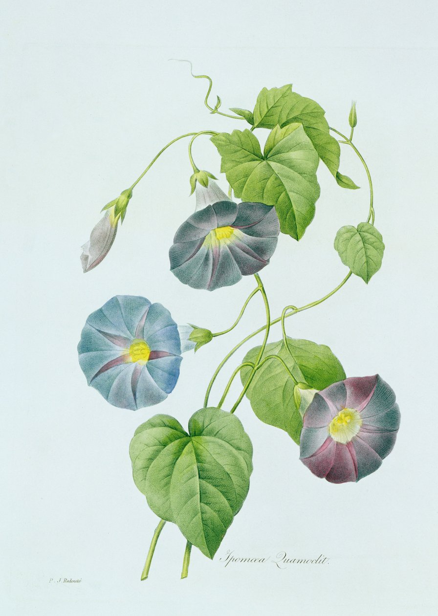牵牛花（彩色雕刻） 作者 皮埃尔·约瑟夫·雷杜特