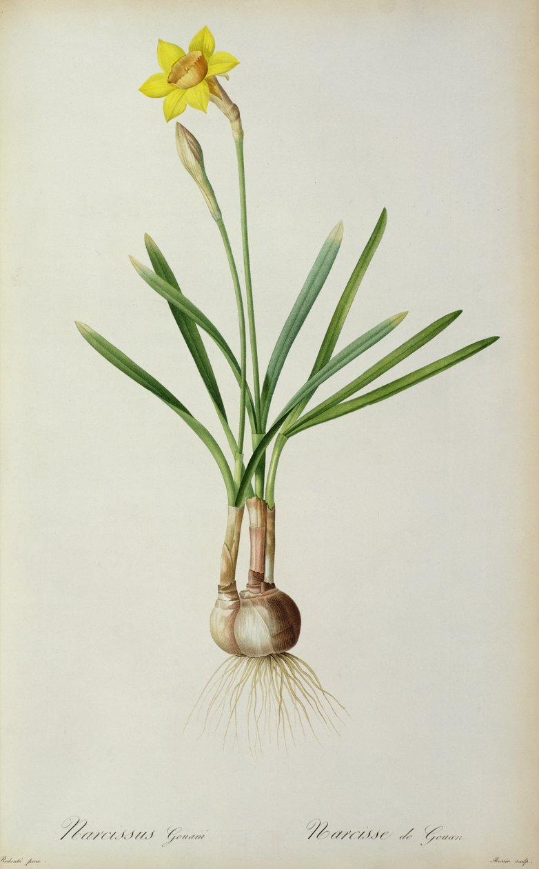 Narcissus Gouani，来自“Les Liliacees”，1805年 作者 皮埃尔·约瑟夫·雷杜特