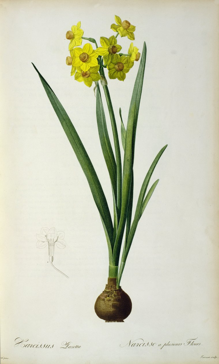Narcissus Lazetta，来自&39;Plantae Selectae&39;，来自Christoph Jakob Trew（1695-1769），发表于175-53 作者 皮埃尔·约瑟夫·雷杜特