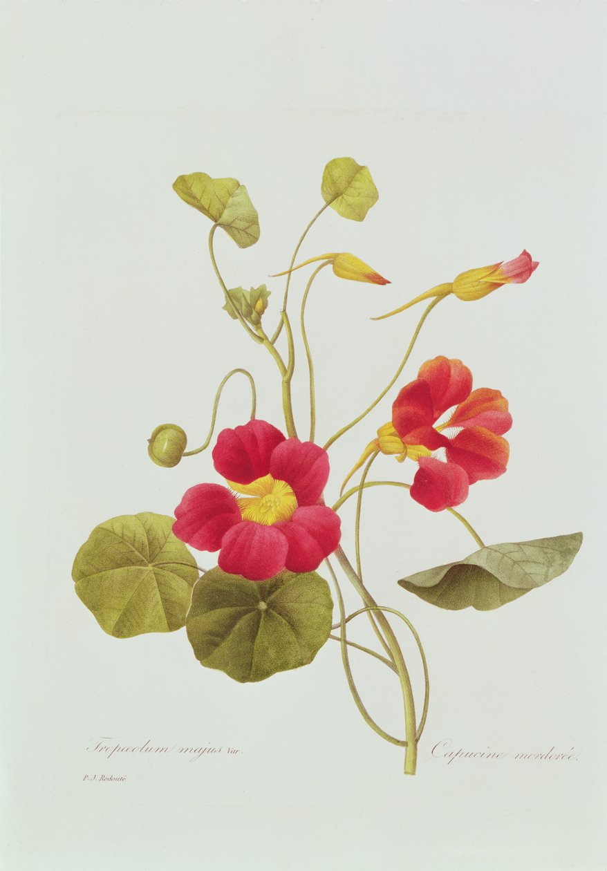 金莲花（彩色雕刻） 作者 皮埃尔·约瑟夫·雷杜特