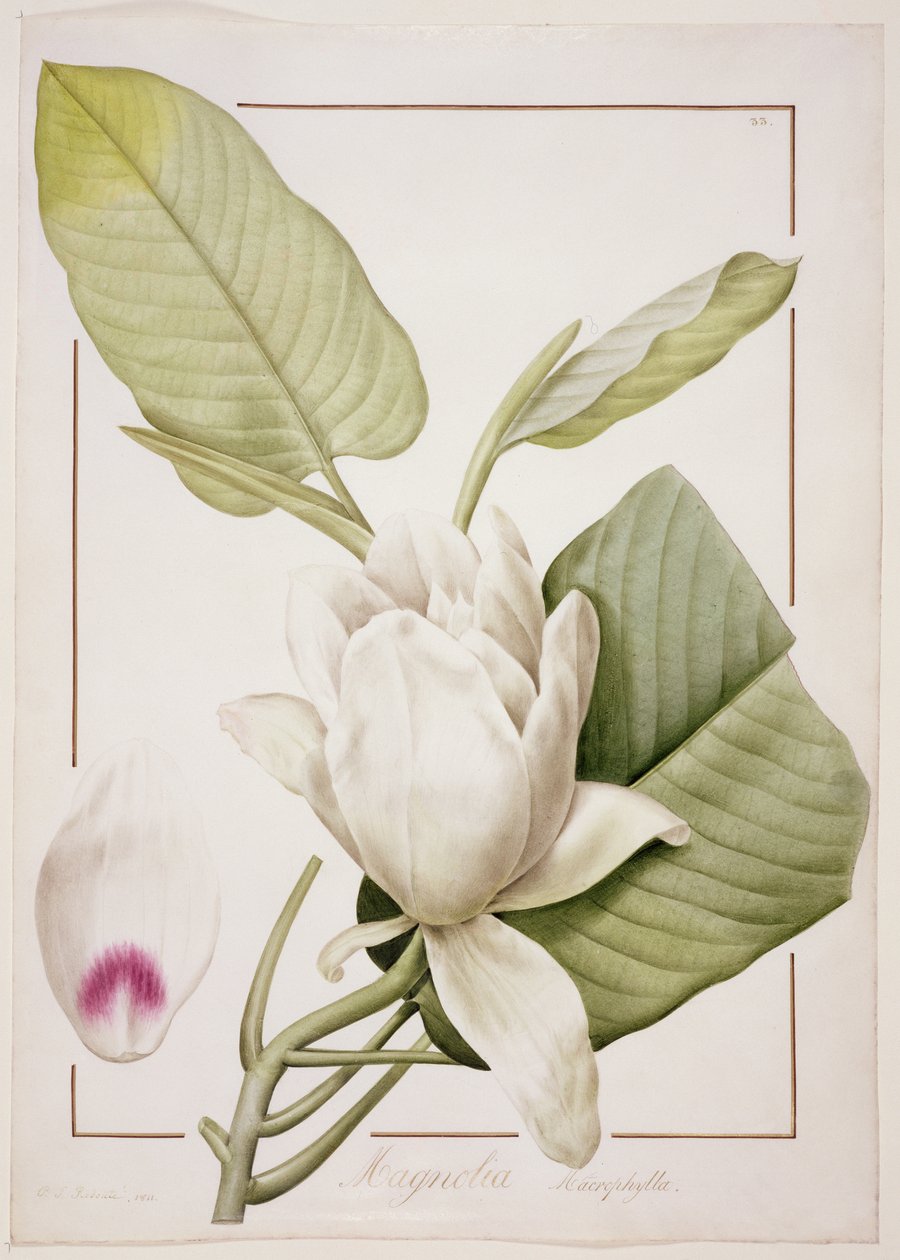 PD.122-1973f.33 Magnolia macrophylla，1811（铅笔和牛皮纸上的wc） 作者 皮埃尔·约瑟夫·雷杜特