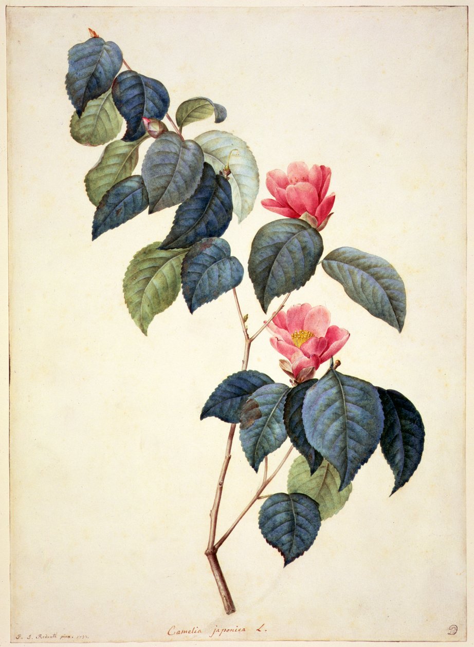 PD.21-1960 Camellia Japonica，1793 作者 皮埃尔·约瑟夫·雷杜特