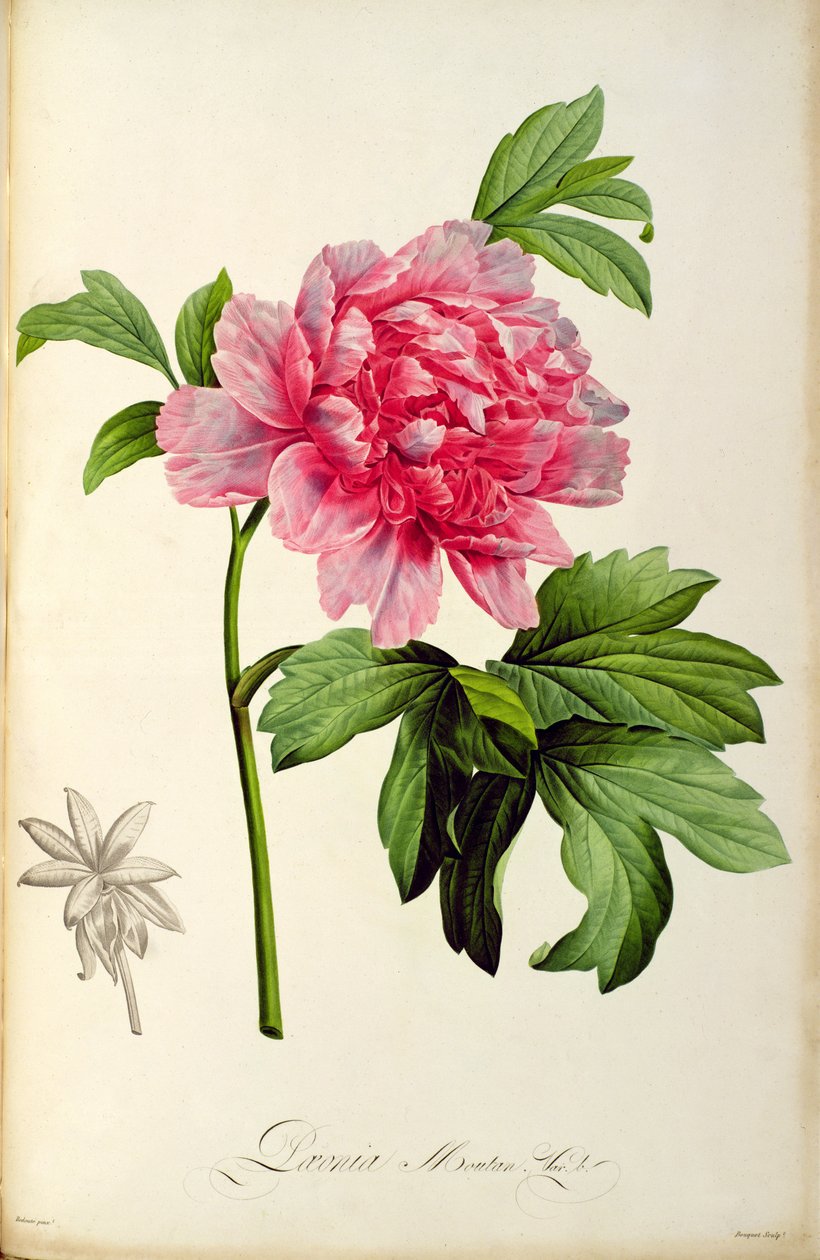 芍药牡丹，1799年（手工彩色雕刻） 作者 皮埃尔·约瑟夫·雷杜特