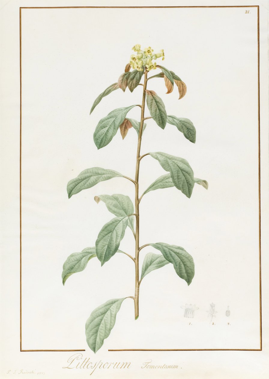 芍药牡丹B. Paeonia Suffruticosa，1812年（wc用阿拉伯树胶在羊皮纸上留下石墨痕迹） 作者 皮埃尔·约瑟夫·雷杜特