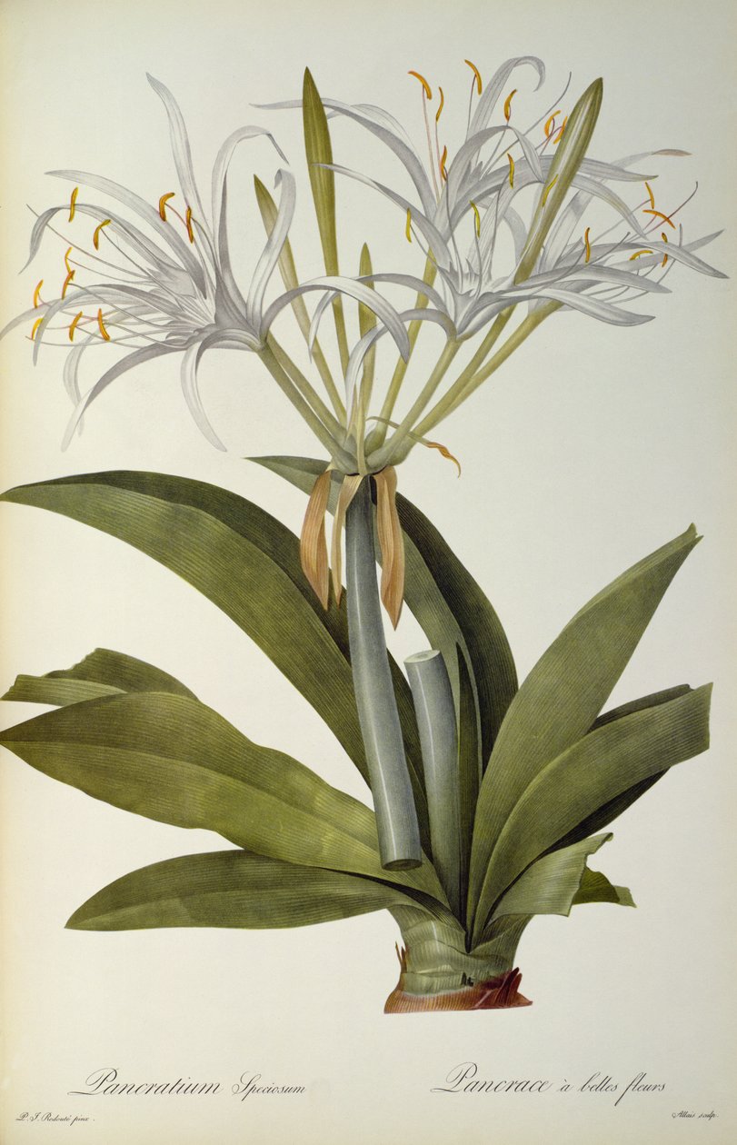 菊苣公平，从`莱斯Liliacearum，1806 作者 皮埃尔·约瑟夫·雷杜特