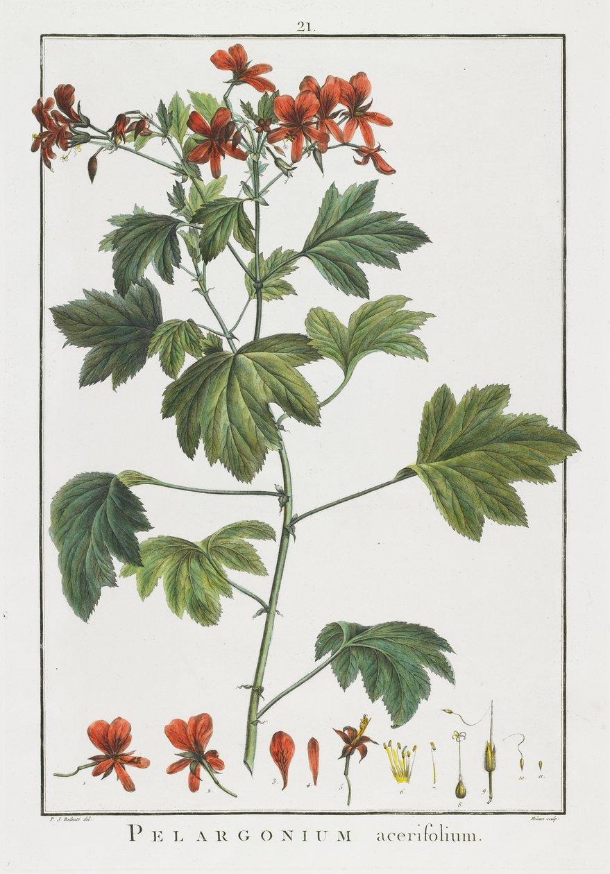 天竺葵acerifolium，从Geraniologia，或几小时，天竺葵，Monsoniae Grielum历史图标来说明，1787年至1788年 作者 皮埃尔·约瑟夫·雷杜特