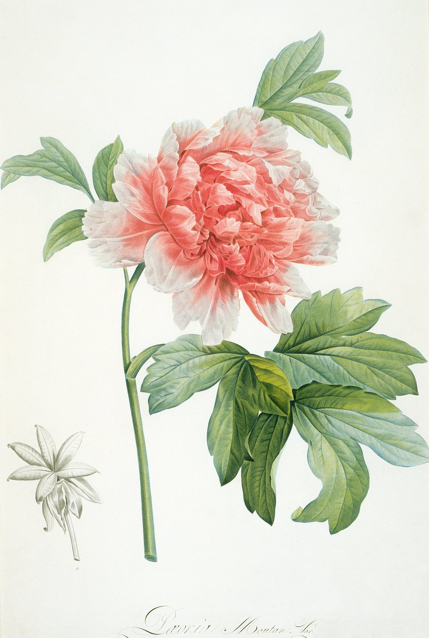牡丹，1799年（彩色点画） 作者 皮埃尔·约瑟夫·雷杜特