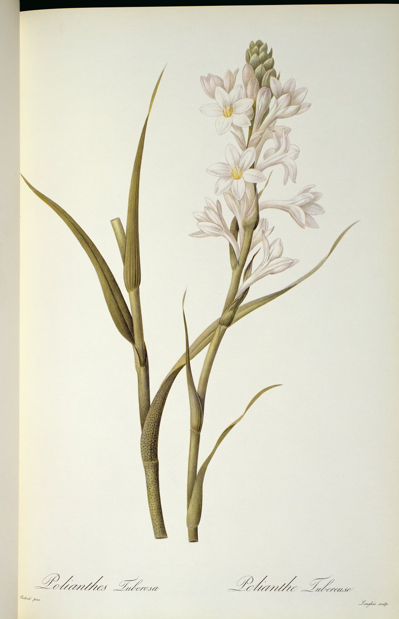 Polianthes Tuberosa，来自“Les Liliacees”，1806年 作者 皮埃尔·约瑟夫·雷杜特