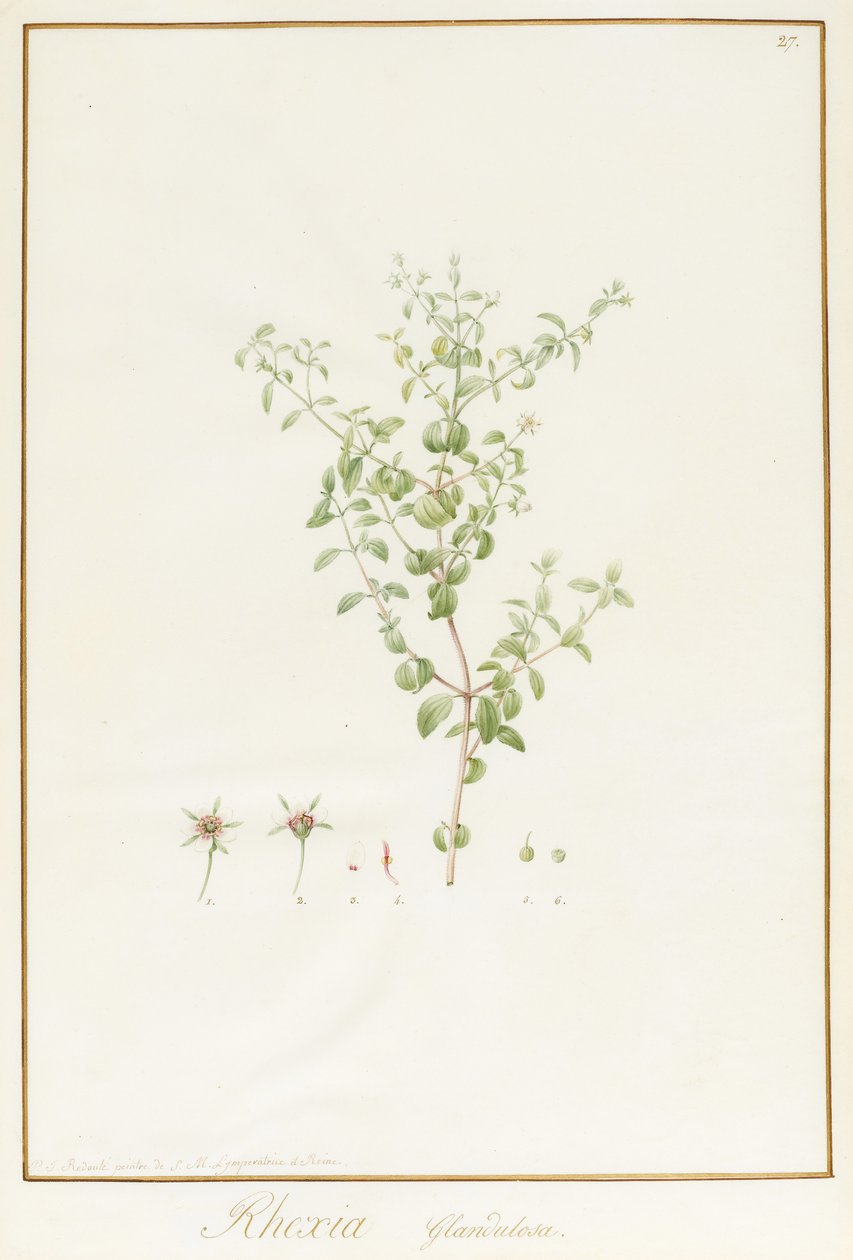 Rhexia Glandulosa（在牛皮纸上的石墨痕迹上的wc和体色） 作者 皮埃尔·约瑟夫·雷杜特