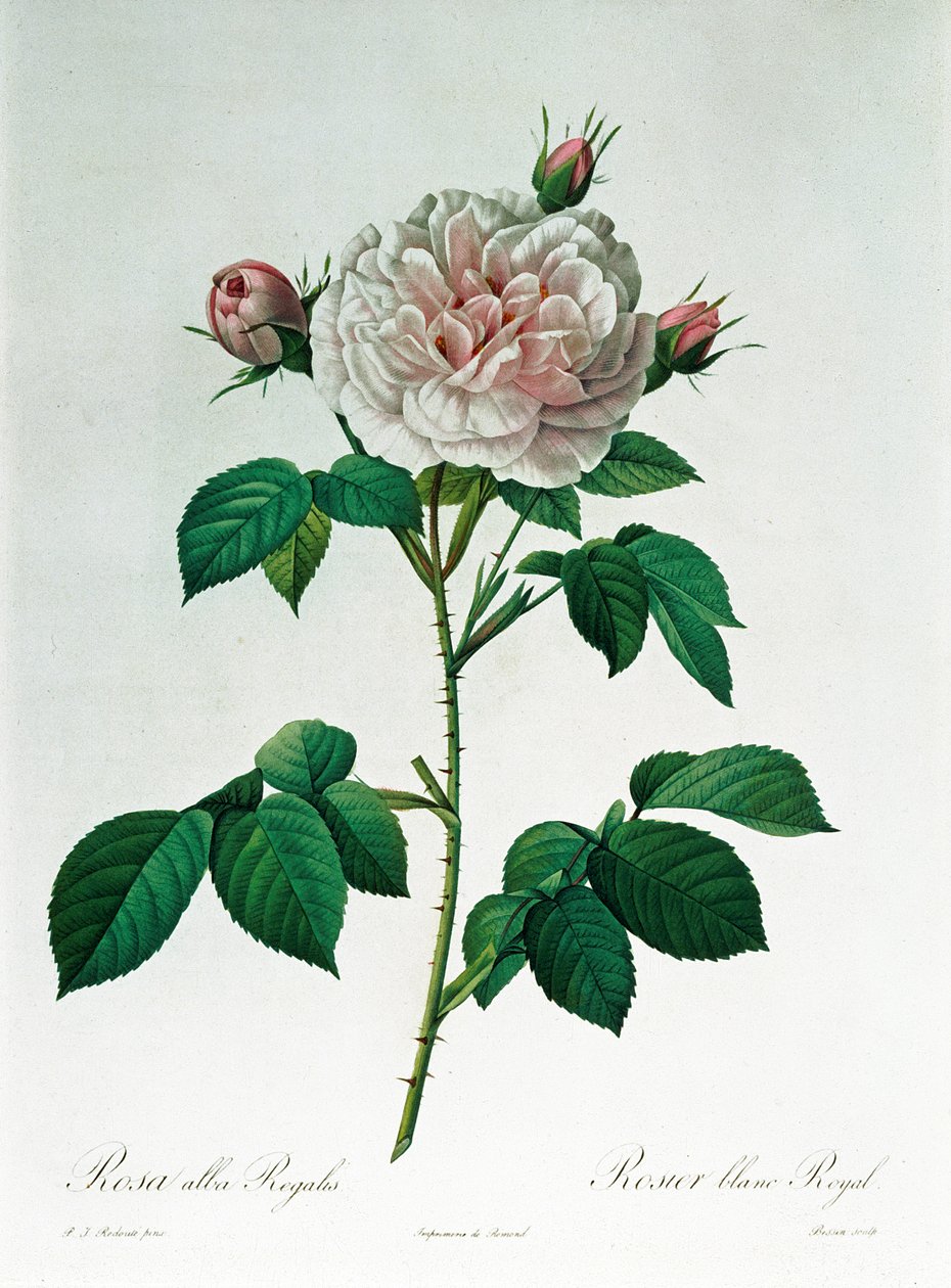 Rosa Alba Regalis，由Bessin雕刻 作者 皮埃尔·约瑟夫·雷杜特