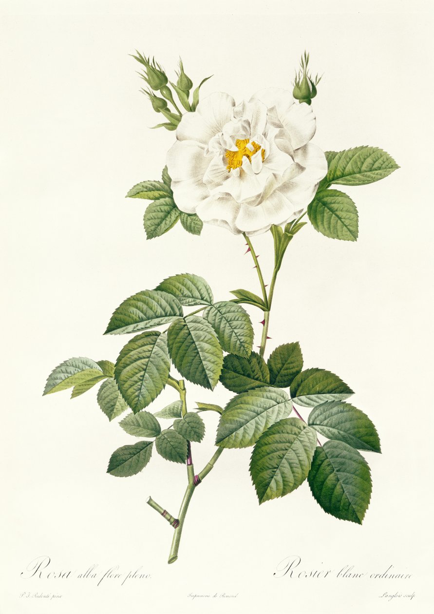Rose Alba flore pleno 作者 皮埃尔·约瑟夫·雷杜特