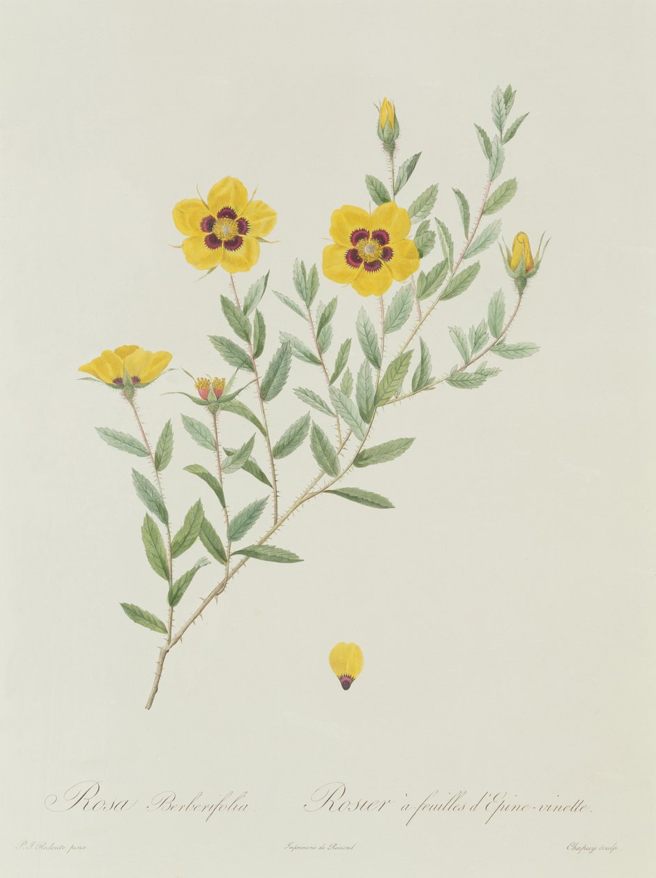 罗莎Berberifolia 作者 皮埃尔·约瑟夫·雷杜特