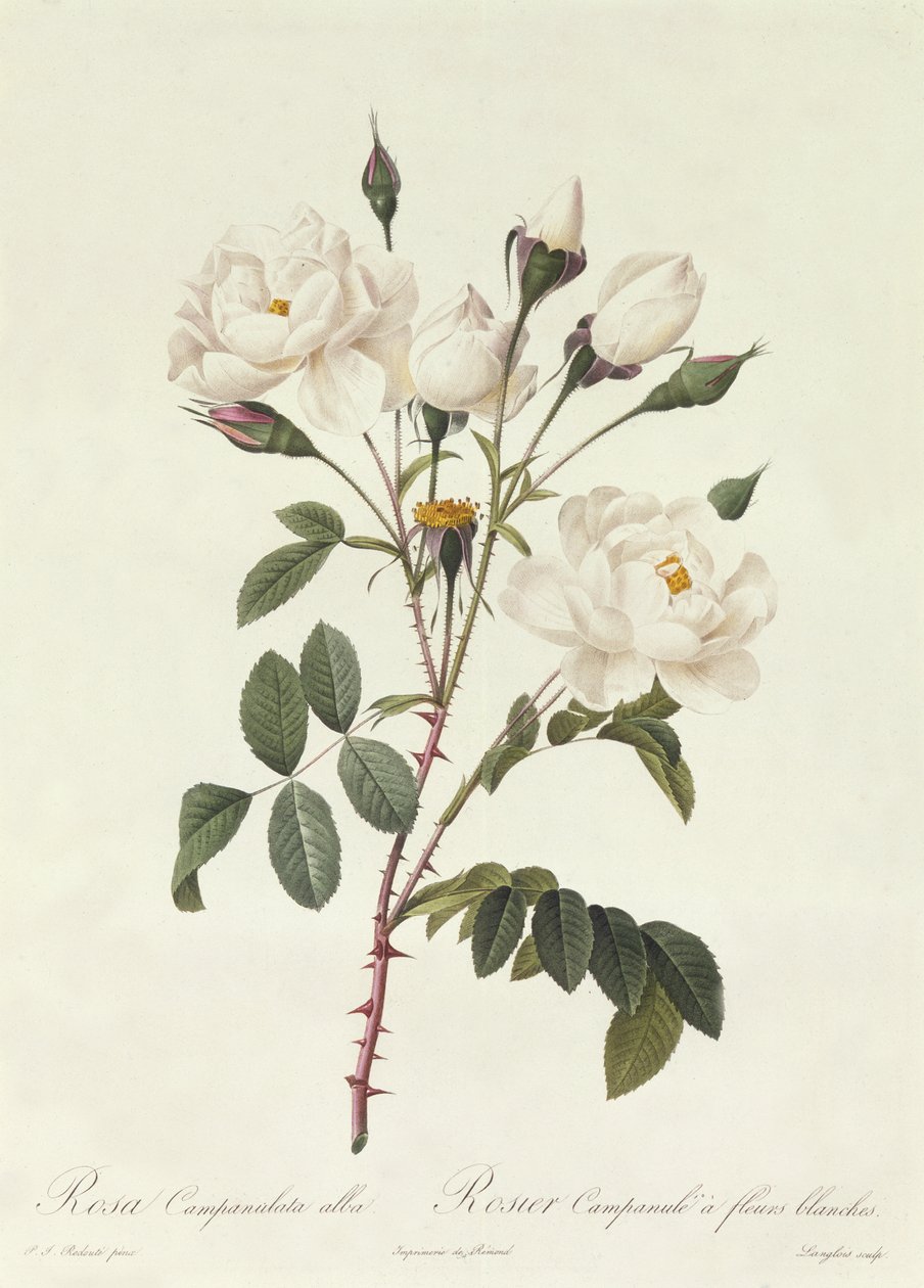 罗莎Campanulata阿尔巴 作者 皮埃尔·约瑟夫·雷杜特
