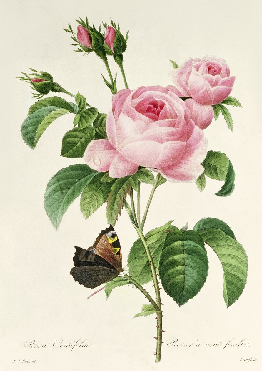 罗莎Centifolia 作者 皮埃尔·约瑟夫·雷杜特