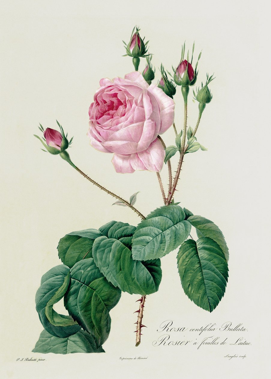 Rosa Centifolia Bullata，来自&39;Les Roses&39;，19世纪（彩色雕刻 作者 皮埃尔·约瑟夫·雷杜特