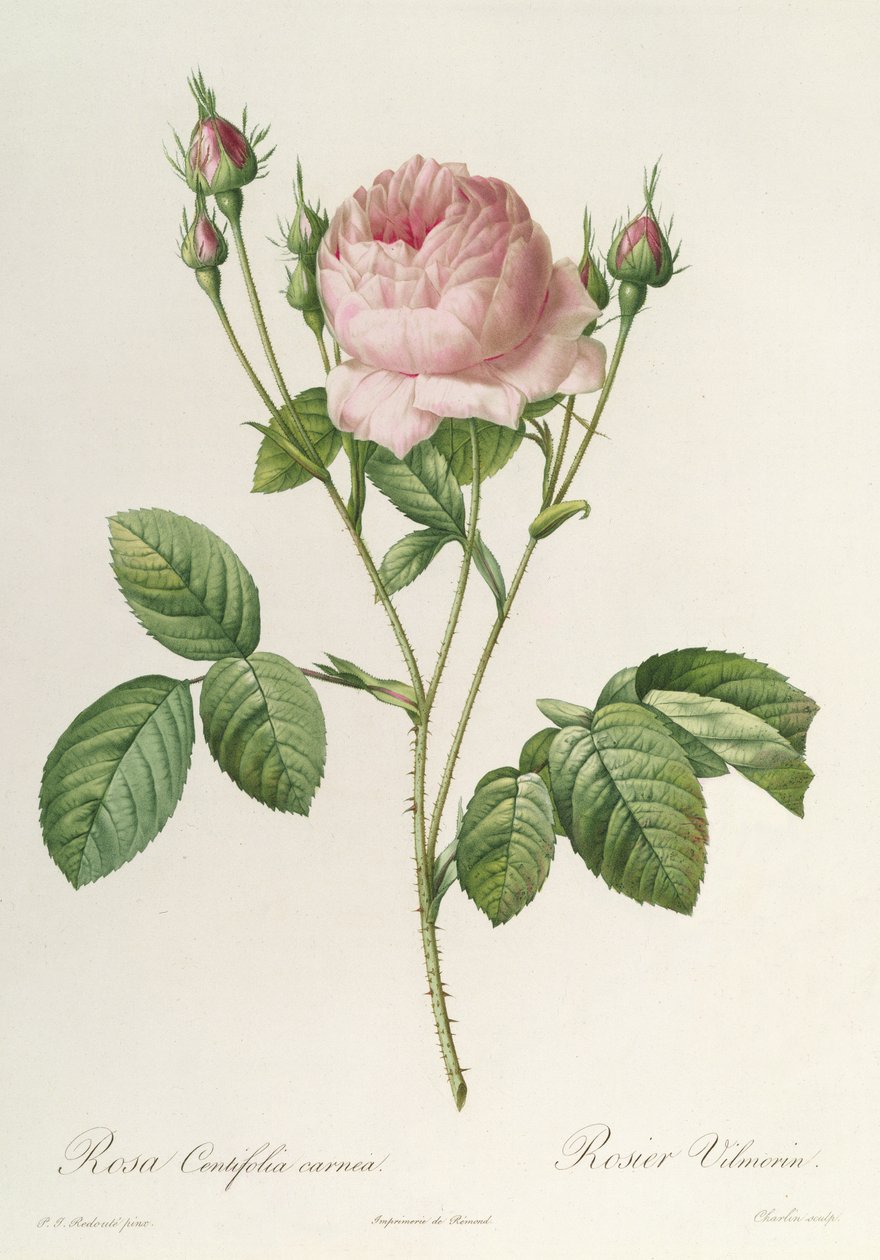 Rosa Centifolia Carnea，来自&39;Les Roses&39;，19世纪 作者 皮埃尔·约瑟夫·雷杜特