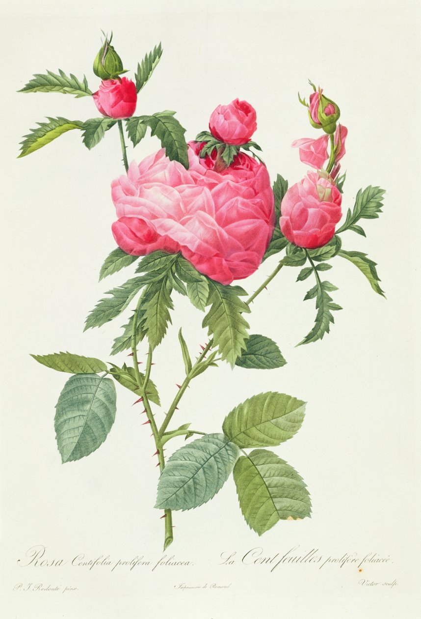 罗莎Centifolia Prolifera Foliacea 作者 皮埃尔·约瑟夫·雷杜特