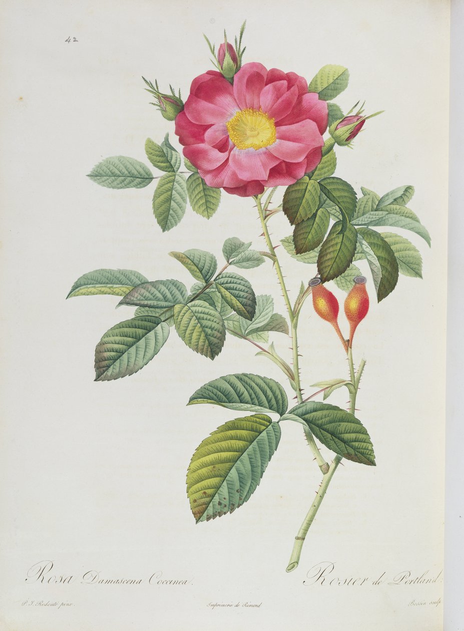 来自&39;Les Roses&39;的Rosa Damascena 作者 皮埃尔·约瑟夫·雷杜特