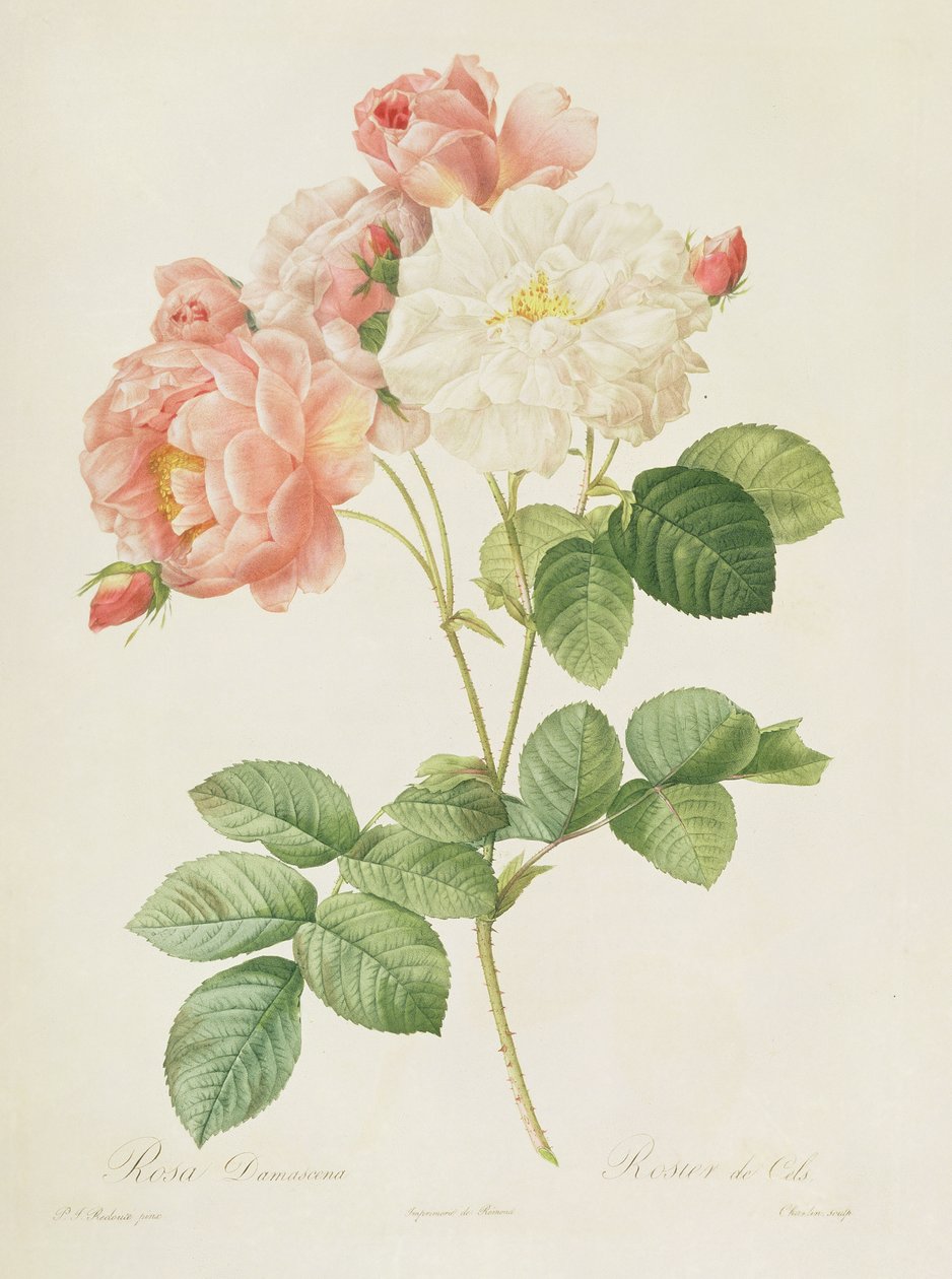 Rosa Damascena，来自&39;Les Roses&39;，1817年 作者 皮埃尔·约瑟夫·雷杜特