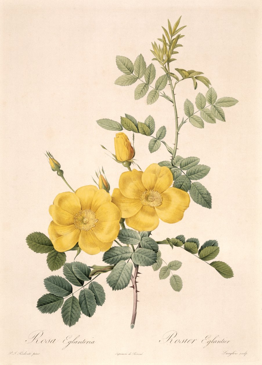 罗莎Eglanteria 作者 皮埃尔·约瑟夫·雷杜特