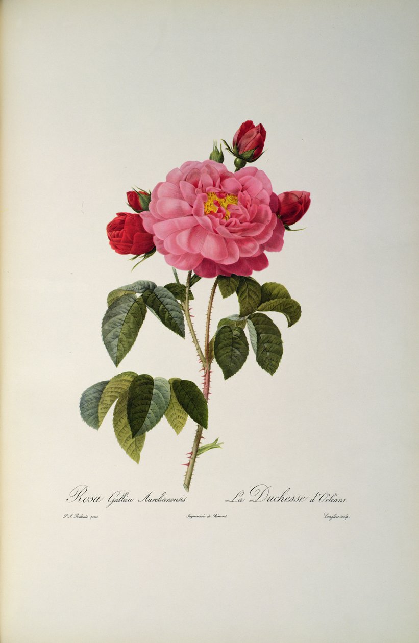 Rosa Gallica Aurelianensis或奥尔良公爵夫人，来自&39;Les Roses&39;，1821年 作者 皮埃尔·约瑟夫·雷杜特
