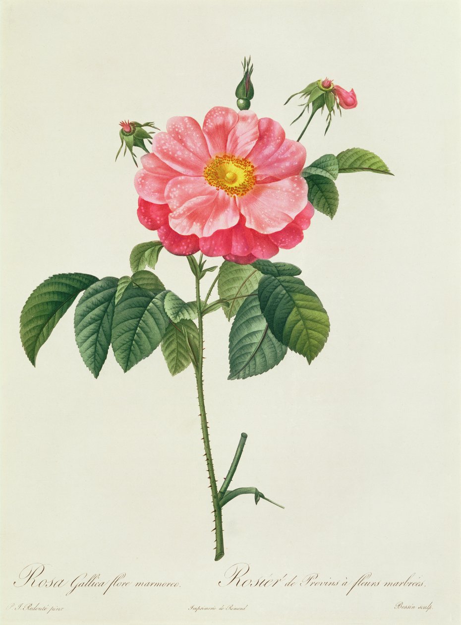 Rosa Gallica Flore Marmoreo 作者 皮埃尔·约瑟夫·雷杜特