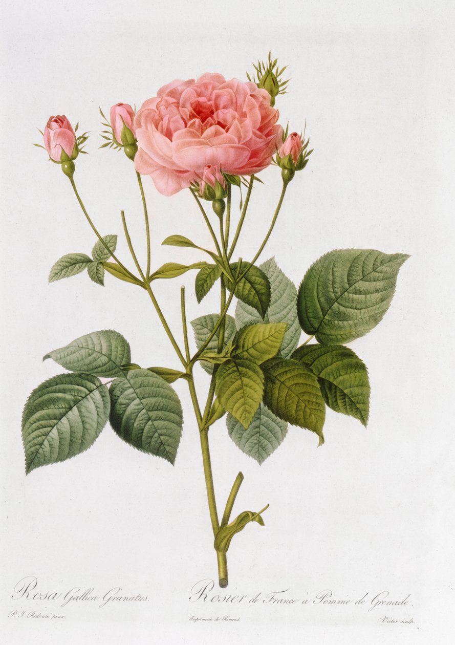 Rosa Gallica Granatus，来自&39;Les Roses&39;，第二卷，1821年 作者 皮埃尔·约瑟夫·雷杜特