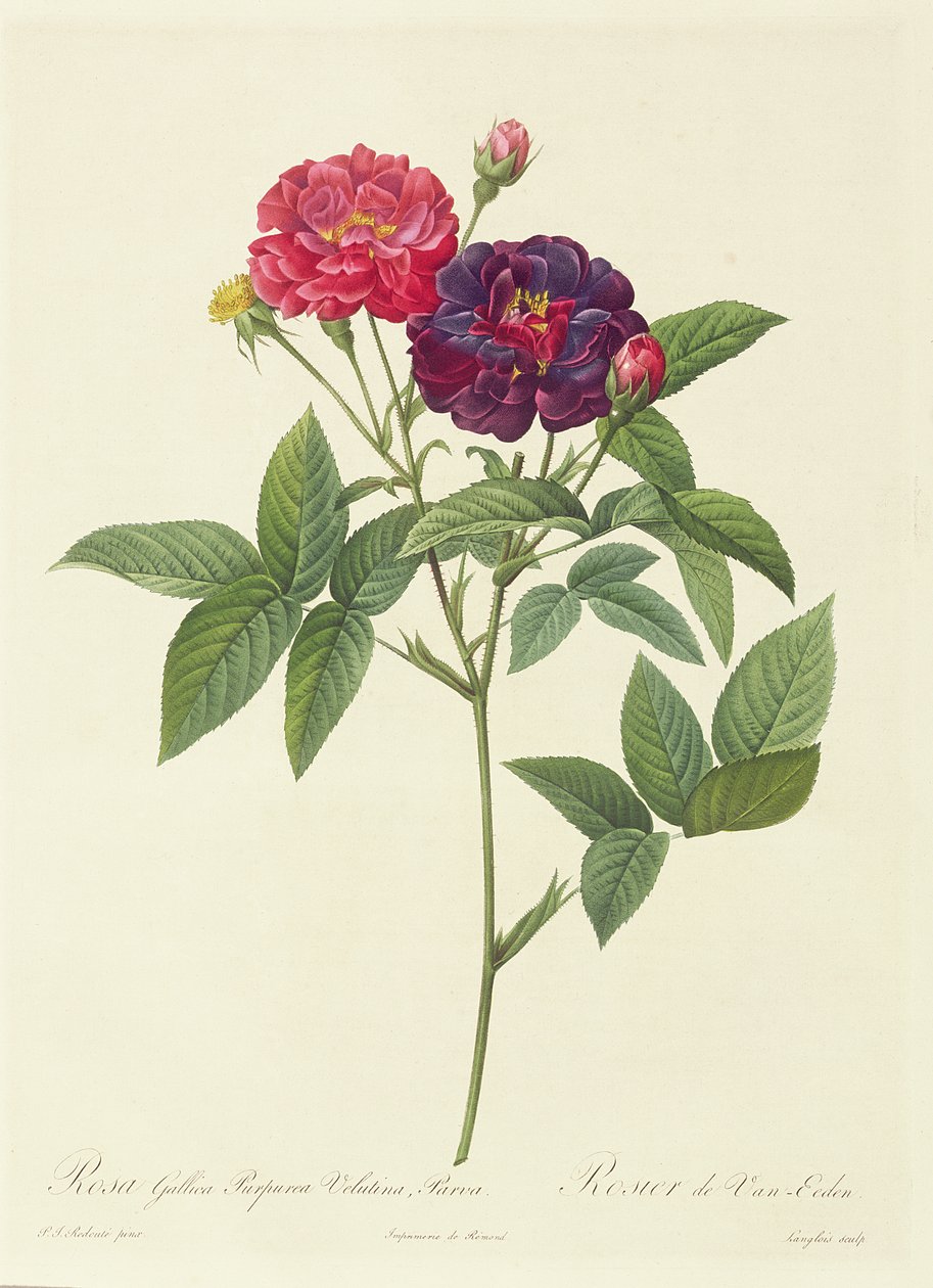 罗莎Gallica Purpurea Velutina，Parva 作者 皮埃尔·约瑟夫·雷杜特