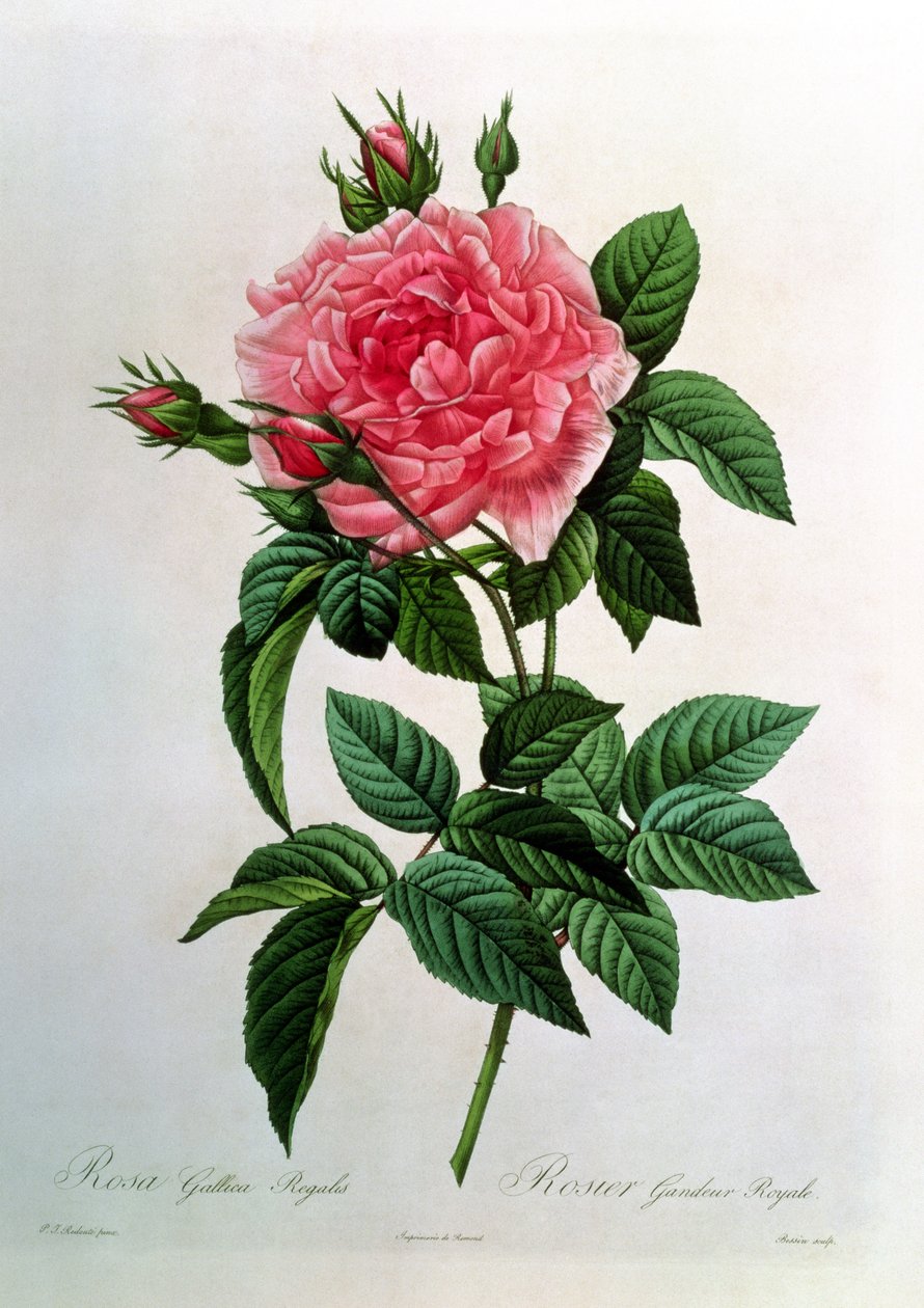 Rosa Gallica Regallis，来自&39;Les Roses&39;，19世纪 作者 皮埃尔·约瑟夫·雷杜特