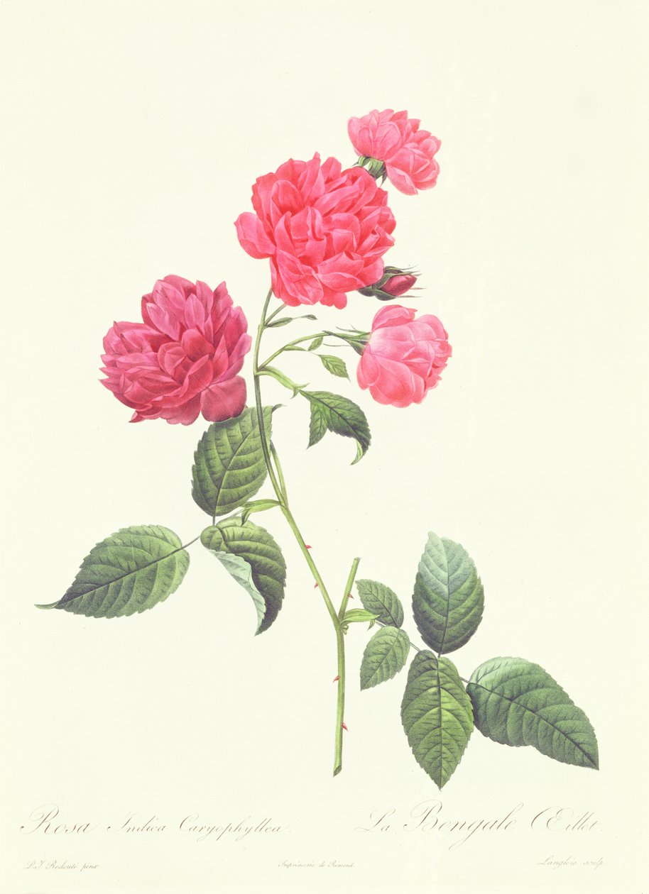 罗莎籼稻Caryophyllea 作者 皮埃尔·约瑟夫·雷杜特