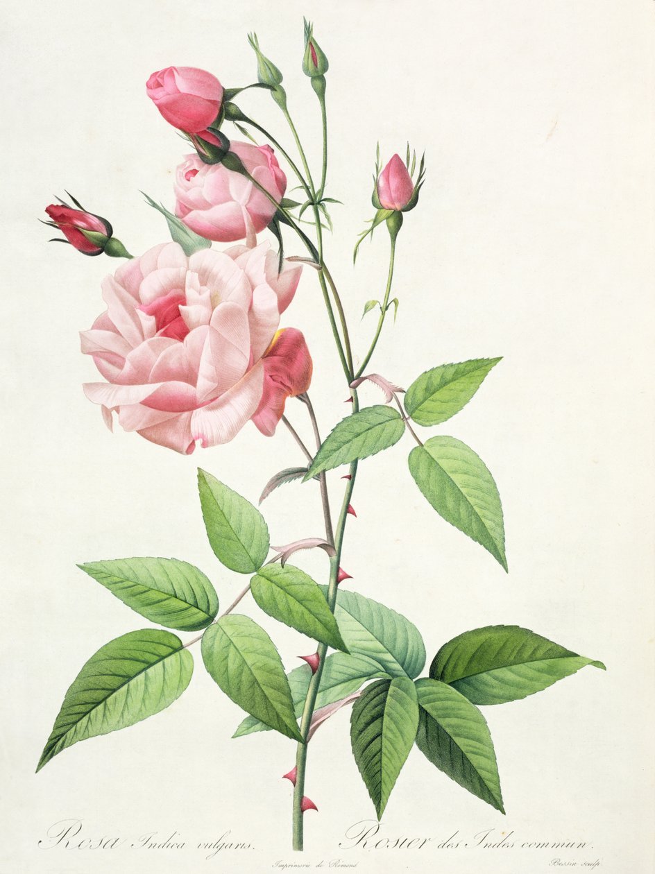 Rosa Indica Vulgaris，由Bessin雕刻，来自&39;Les Roses&39;，Vol II，1821（彩色石版画） 作者 皮埃尔·约瑟夫·雷杜特