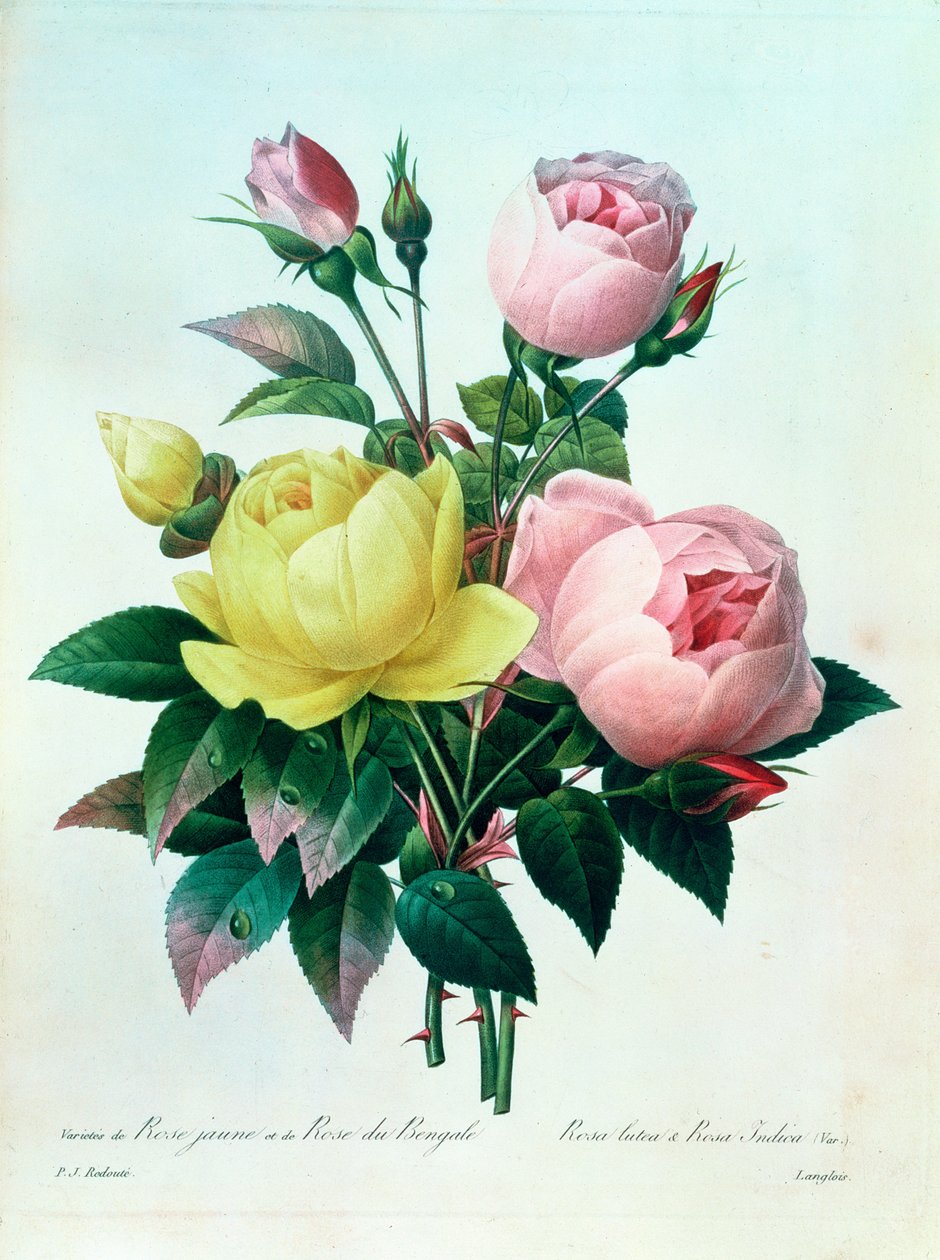 Rosa Lutea和Rosa Indica，来自“最美丽花朵的选择”，1827年 作者 皮埃尔·约瑟夫·雷杜特