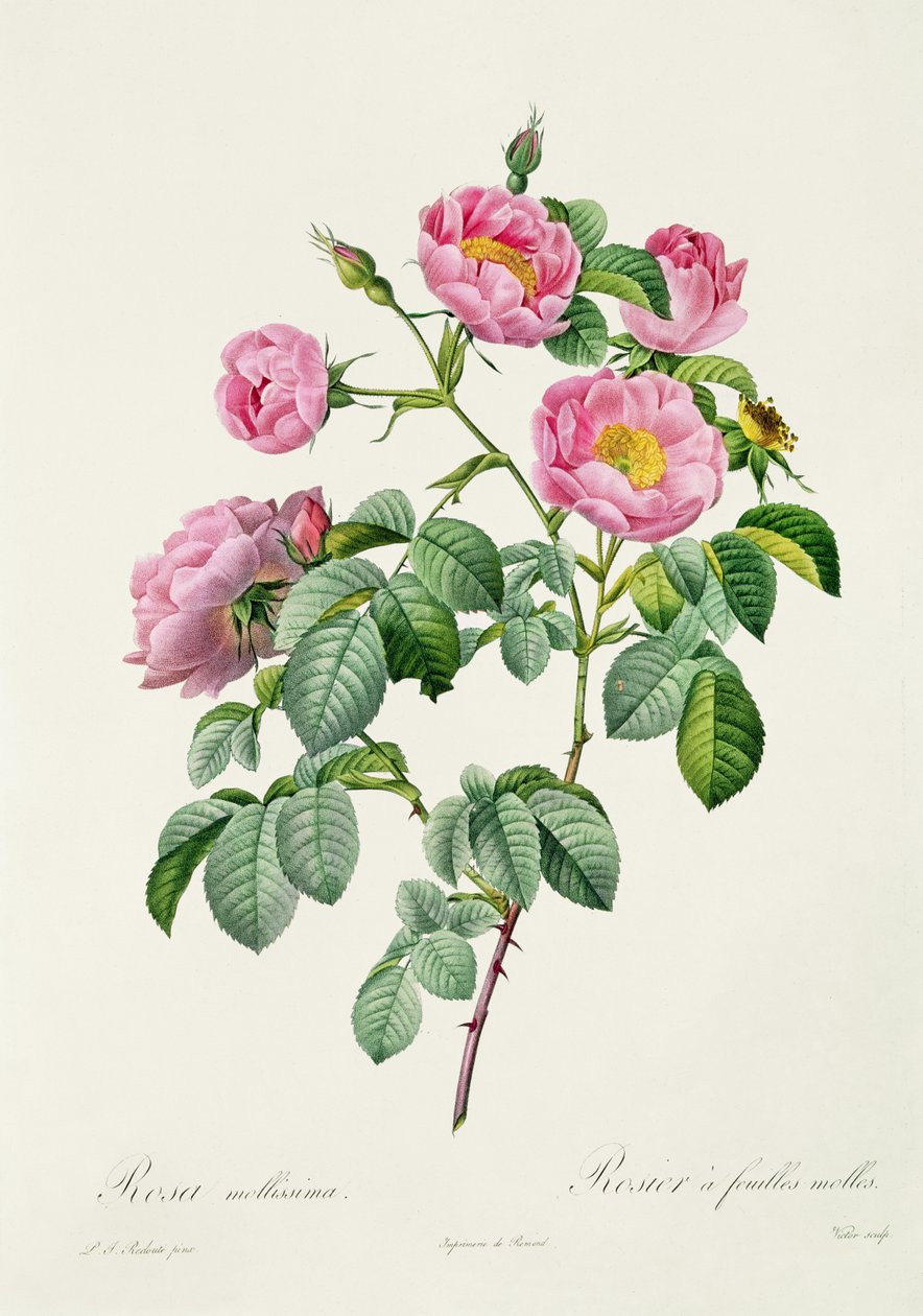 Rosa Mollissima，来自&39;Les Roses&39;的Claude Antoine Thory（1757-1827），刻于Victor，1817年 作者 皮埃尔·约瑟夫·雷杜特