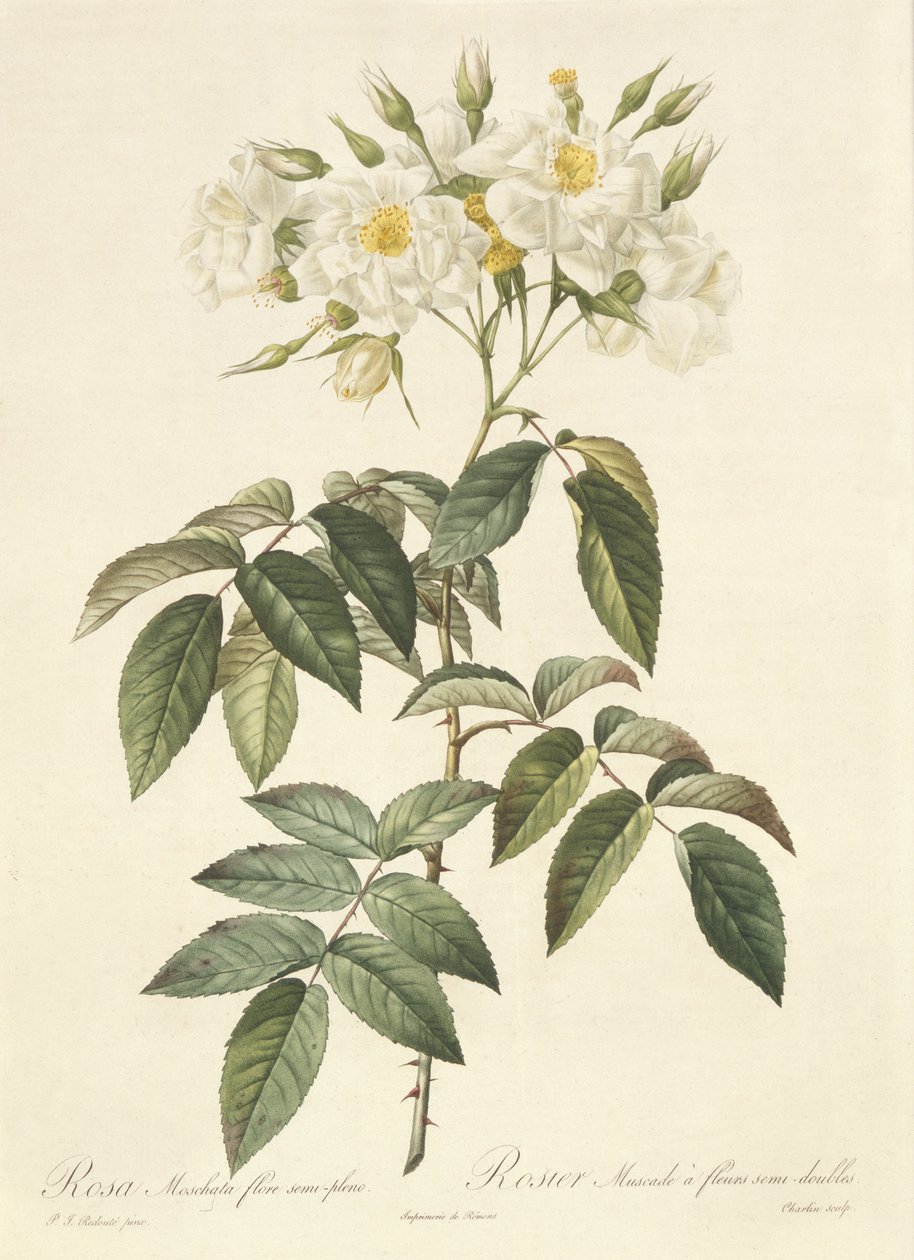 Rosa Moschata Flora Semi-Pleno 作者 皮埃尔·约瑟夫·雷杜特