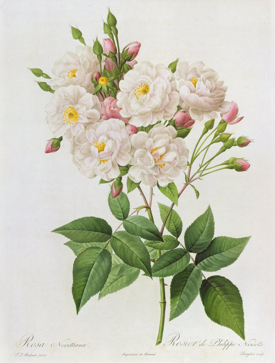 Rosa Noisettiana，来自&39;Les Roses&39;，19世纪9彩色雕刻） 作者 皮埃尔·约瑟夫·雷杜特