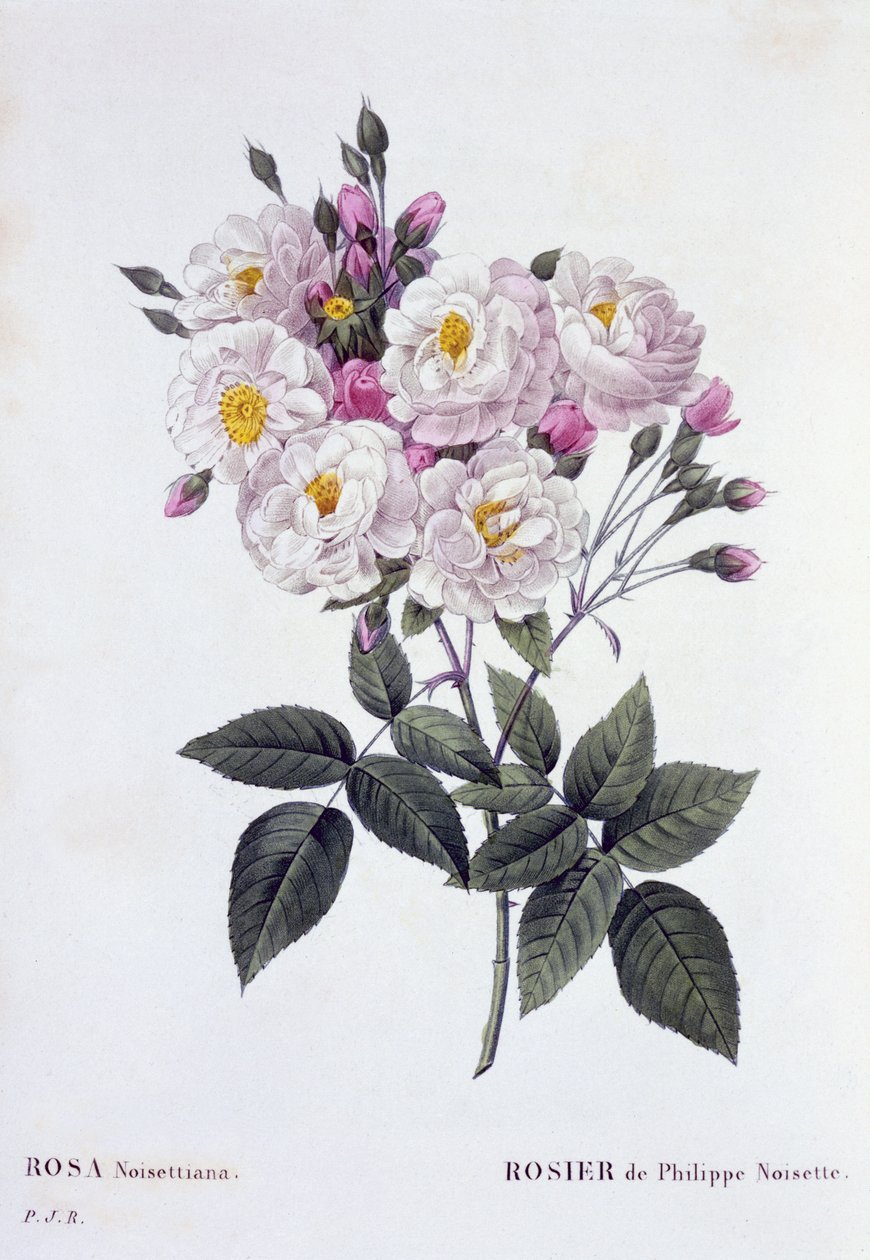 Rosa Noisettiana，1824-26出版（点画雕刻） 作者 皮埃尔·约瑟夫·雷杜特