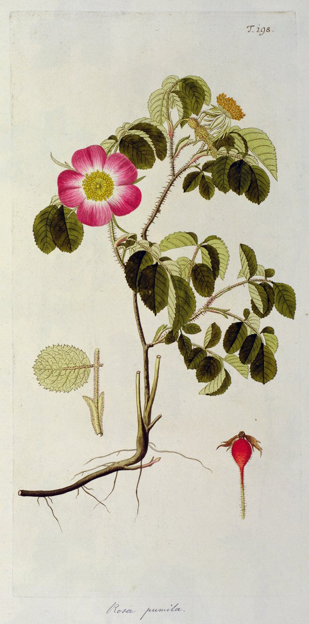Rosa Pumila，来自&39;Les Roses&39;Vol II，19世纪 作者 皮埃尔·约瑟夫·雷杜特