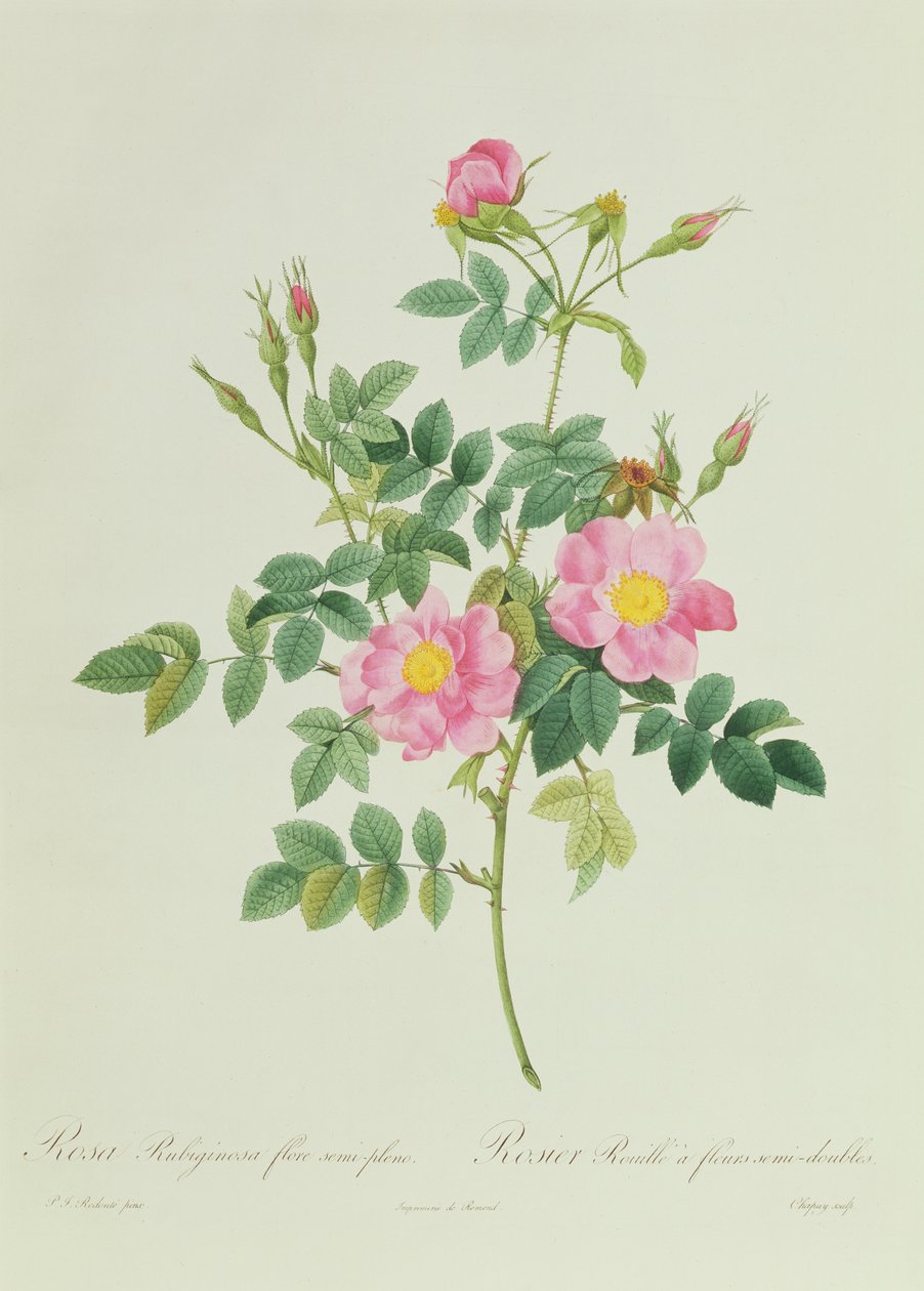 Rosa Rubiginosa Flore Semi-Pleno 作者 皮埃尔·约瑟夫·雷杜特