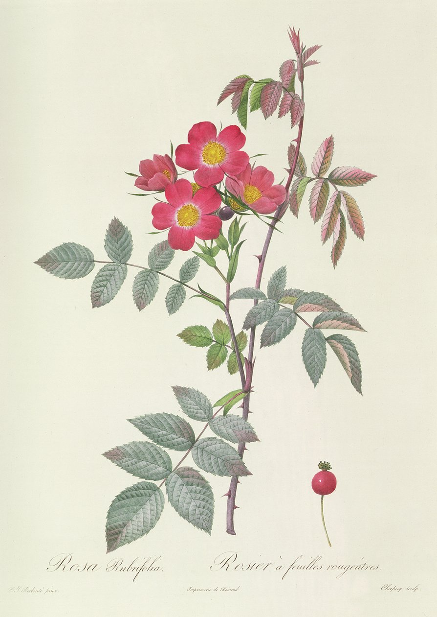 罗莎Rubrifolia 作者 皮埃尔·约瑟夫·雷杜特