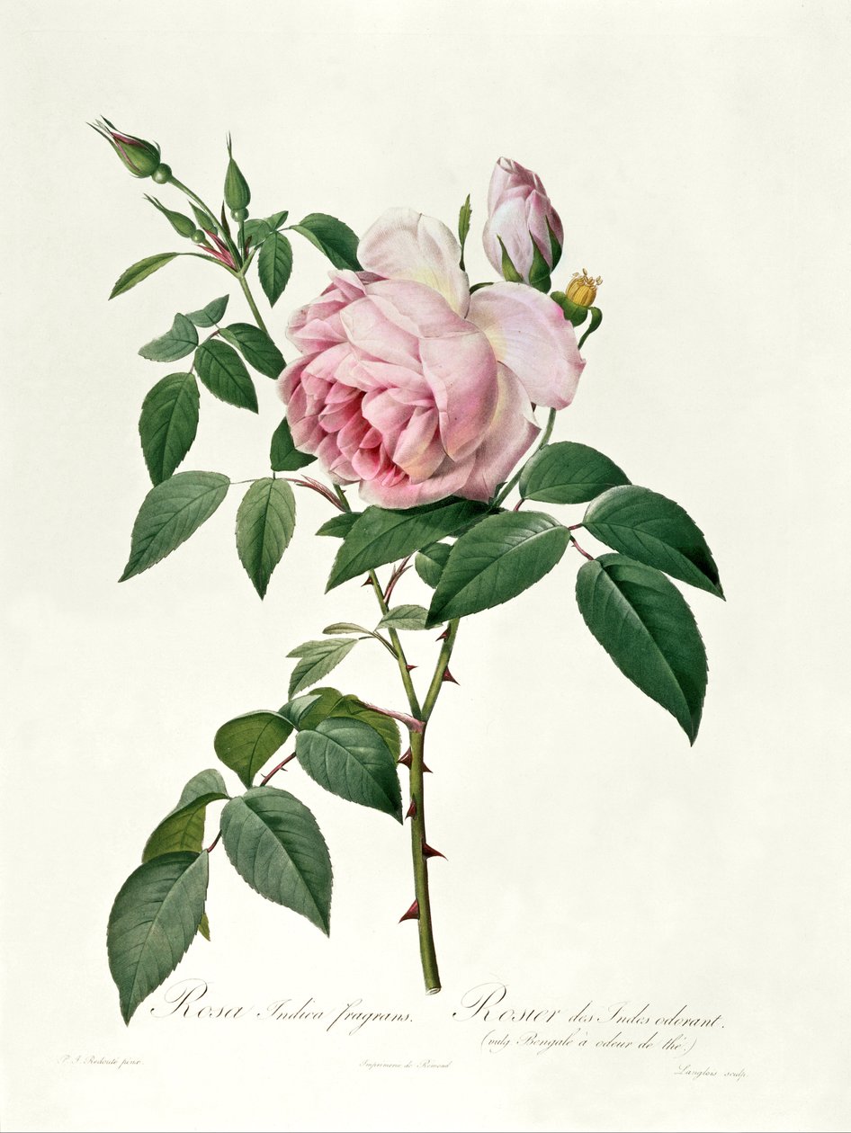 Rosa chinensis和Rosa gigantea，来自&39;Les Roses&39;，1817 作者 皮埃尔·约瑟夫·雷杜特