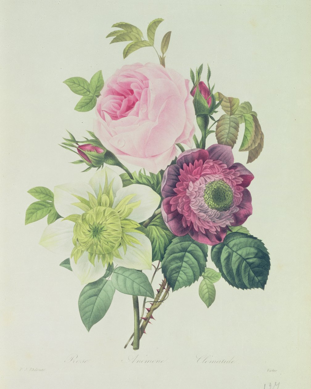 玫瑰，海葵和Clematide，来自&39;Les Roses&39;，19世纪 作者 皮埃尔·约瑟夫·雷杜特