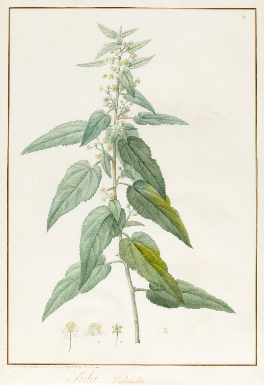 Sida Pulchella（石榴和wc在牛皮纸上） 作者 皮埃尔·约瑟夫·雷杜特