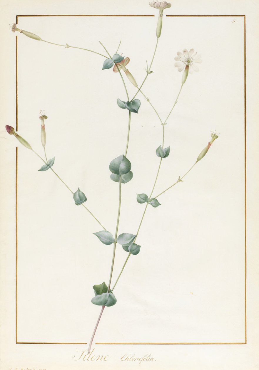 Silene Chloraefolia，1810年（厕所和身体颜色在羊皮纸上的石墨） 作者 皮埃尔·约瑟夫·雷杜特