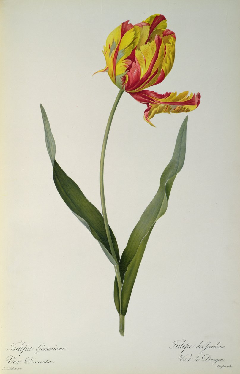 郁金香gesneriana draconia，来自`Les Liliacees&39;，1816年 作者 皮埃尔·约瑟夫·雷杜特