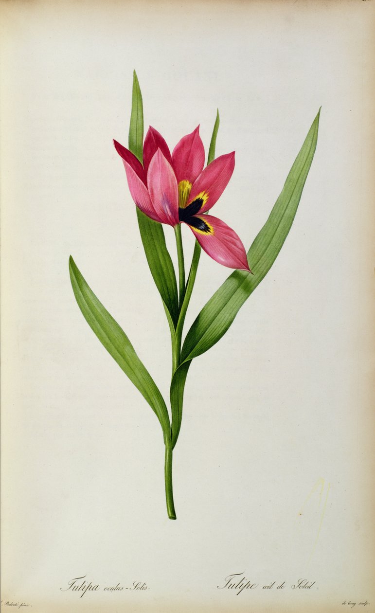 郁金香oculus-solis，来自&39;郁金香花园&39;，19世纪 作者 皮埃尔·约瑟夫·雷杜特