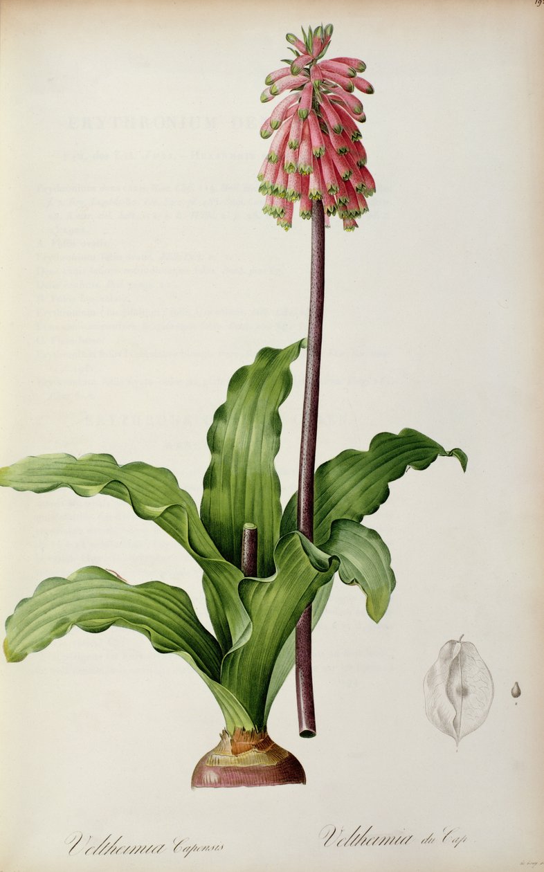 Veltheimia Capensis，来自&39;Les Liliacees&39;，c.1805 作者 皮埃尔·约瑟夫·雷杜特