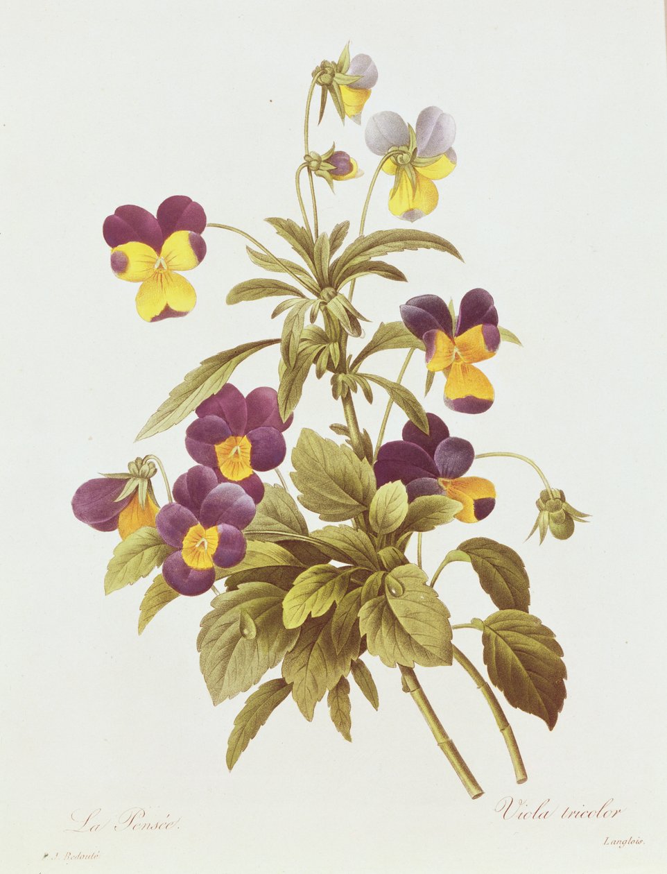Viola Tricolor（彩色雕刻） 作者 皮埃尔·约瑟夫·雷杜特